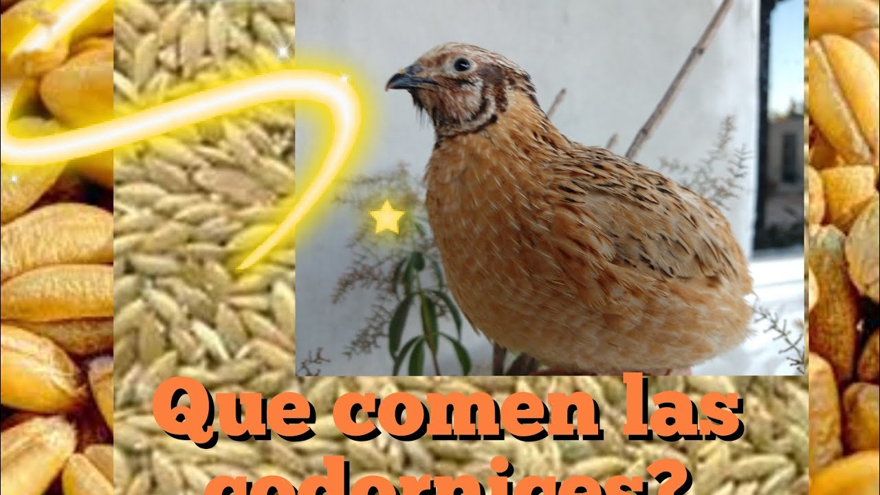 Alimentos que puedes dar a tus codornices. - YouTube