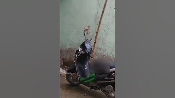 Bird reaction when they see him in mirror || Funny video #shorts #birds