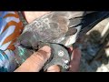 Laal pari breed history by ustaad ashish gupta jammu kabootar kabootarbazi pigeon breeding