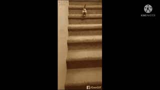 Two Gifs of cats falling down stairs (Found On Google)