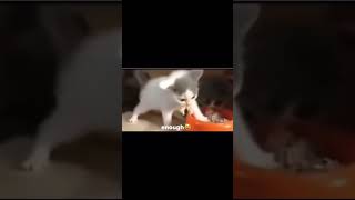 Enough is enough 😾 #cat #meme #funny #comedy