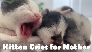 Newborn Kitten Cries for Mother in his Sleep by Kitten Heaven 2,665 views 2 years ago 2 minutes, 42 seconds