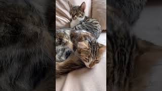 #sleepycat #lazycat #cutecats #relaxcat #meowtime #purring #softkitty #catnaps #fluffycat #catlife