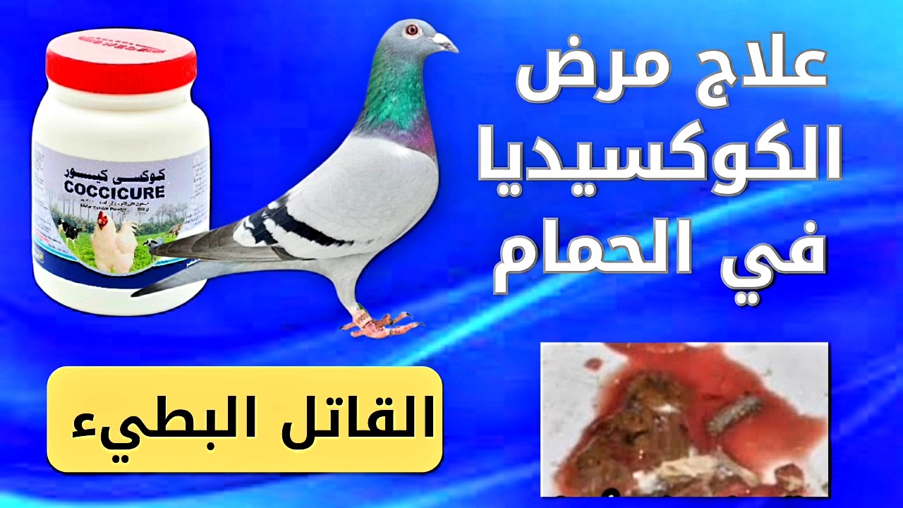 علاج مرض الكوكسيديا القاتل والخطير للحمام| الكوكسيديا من أخطر أمراض الحمام |الكوكسيديا القاتل البطيء