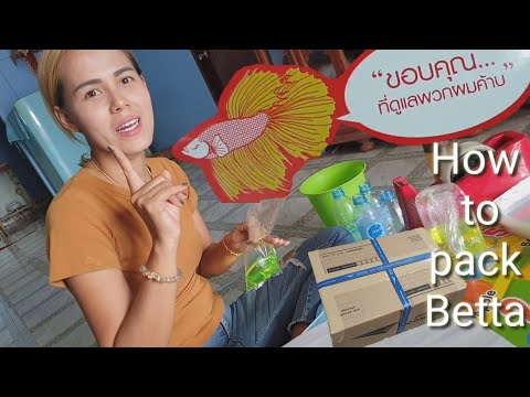 How to pack betta fish by mail วิธีแพ็คปลากัดส่งไปรษณีย์byน้องออย#ป้าตุ้ย ร้อยรูปเล่าเรื่อง