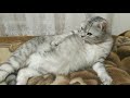 Плюшевый кот 😘 Ну очень красивый шотландский прямоухий кот Боник  Скоттиш страйт