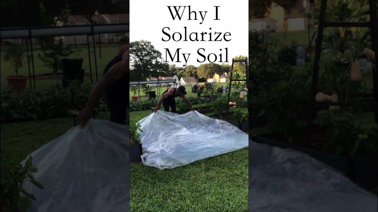 Why I Solarize My Soil 