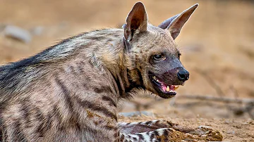 Striped Hyenas: Africa's Stealthy Scavenger