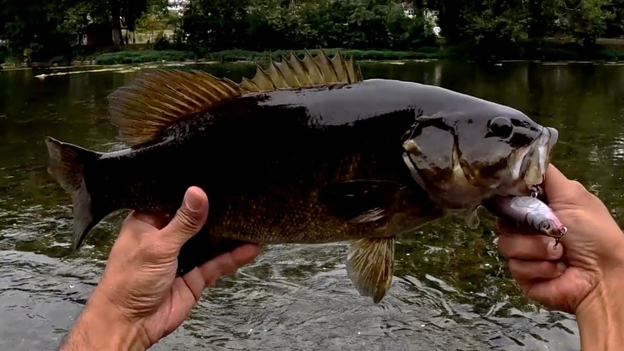 Will Smallmouth Bass Hit a Big Lure?