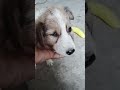 Cute guard🐶#dog #dogvideos #dogshorts #doglife #shorts #viral #trending #petvideos #funny