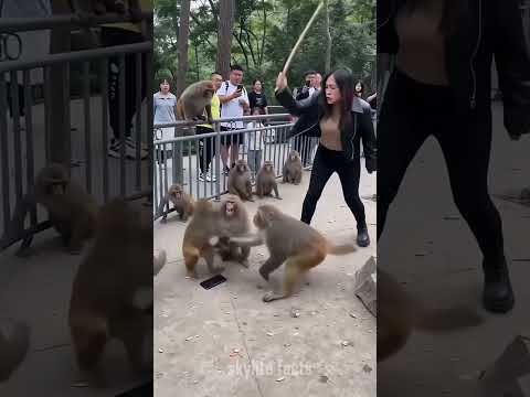 monkey, catch her phone 😭😂
