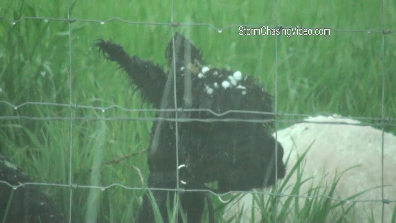 5/21/2014 Bennett, CO Hail Storm On Llamas B-Roll