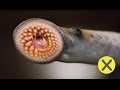 10 Animales extraños que probablemente desconocías