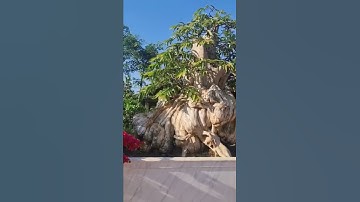 Cây bằng lăng 60 tỏi