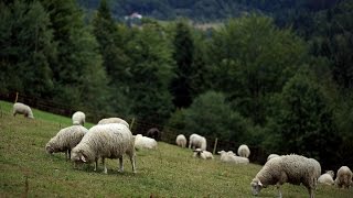 Kapela Góralska Kotlawa - Kiej Łowiecek pilnowali (pastorałka, kolęda góralska) chords