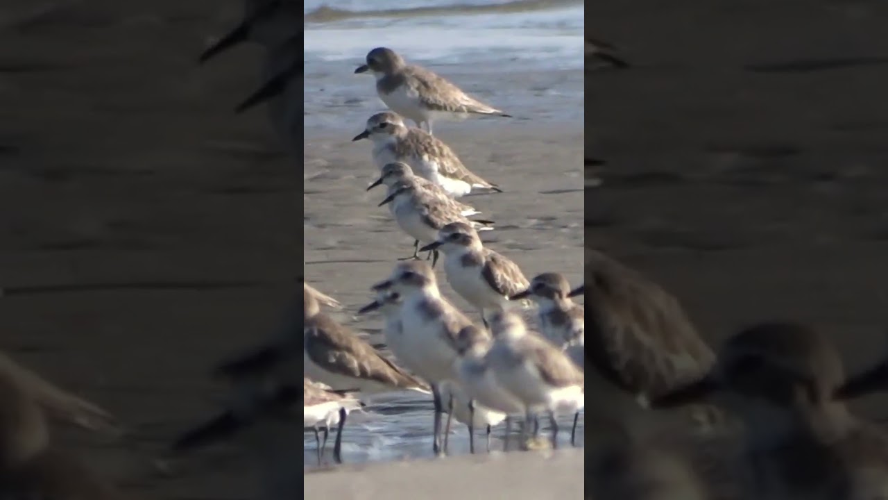 World Migratory Birds Day 2024.One.  