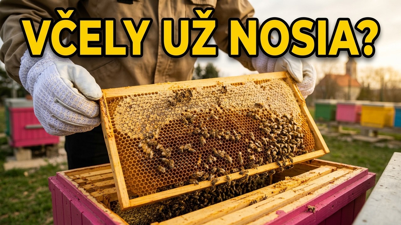 Včely už nosia nektár? Skontrolovali sme úle 🐝