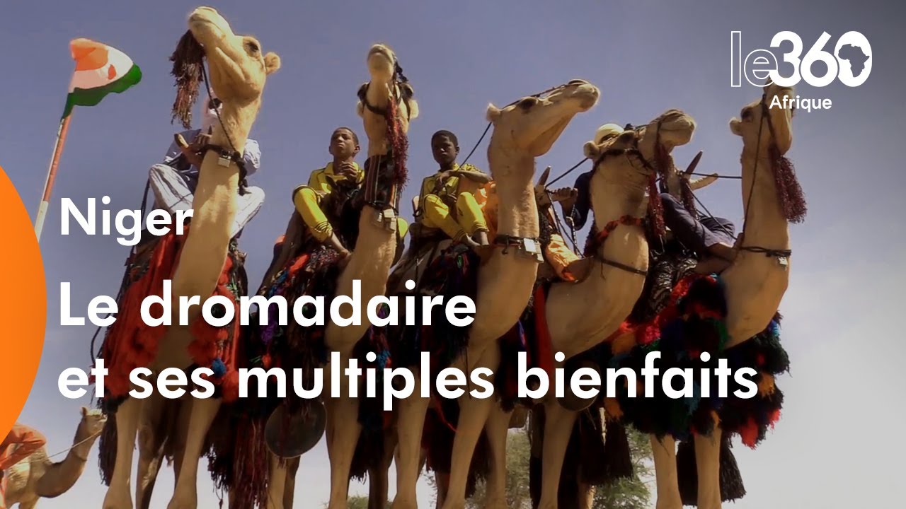 Niger: le dromadaire, cet animal endurant aux multiples bienfaits