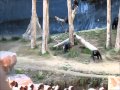 Crazy chimps fighting at the la zoo with a big stick