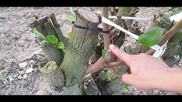 Nắng Nóng Chăm Sóc Cây Táo Thế Nào l Núi Đồi Lục Ngạn