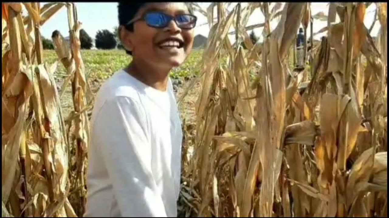 Watson Farm, Bowmanville ON YouTube