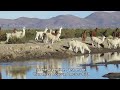 High Andean Wetlands and Water