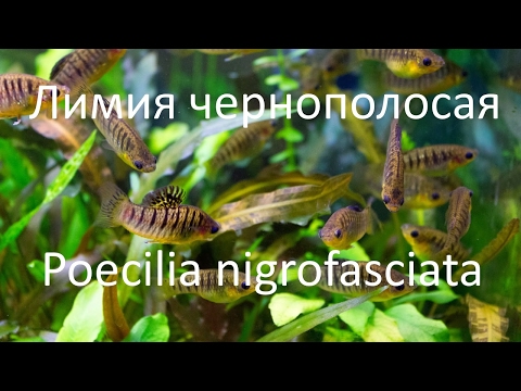 Лимия чернополосая (Limia (Poecilia) nigrofasciata) - редкая живородящая рыбка