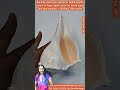 Big size Valampuri Sangu or Dakshavarthi conch or Right open conch for doing pujas and abhishekam.