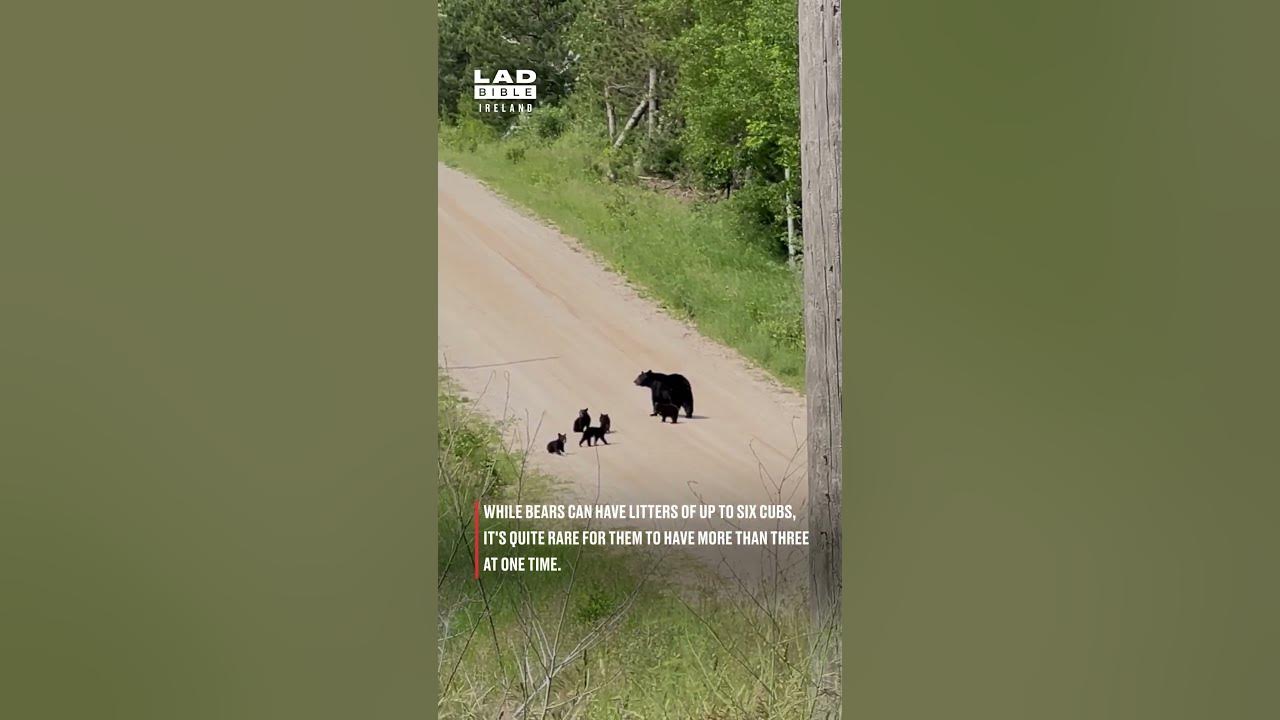Mother Bear With Five Cubs - YouTube