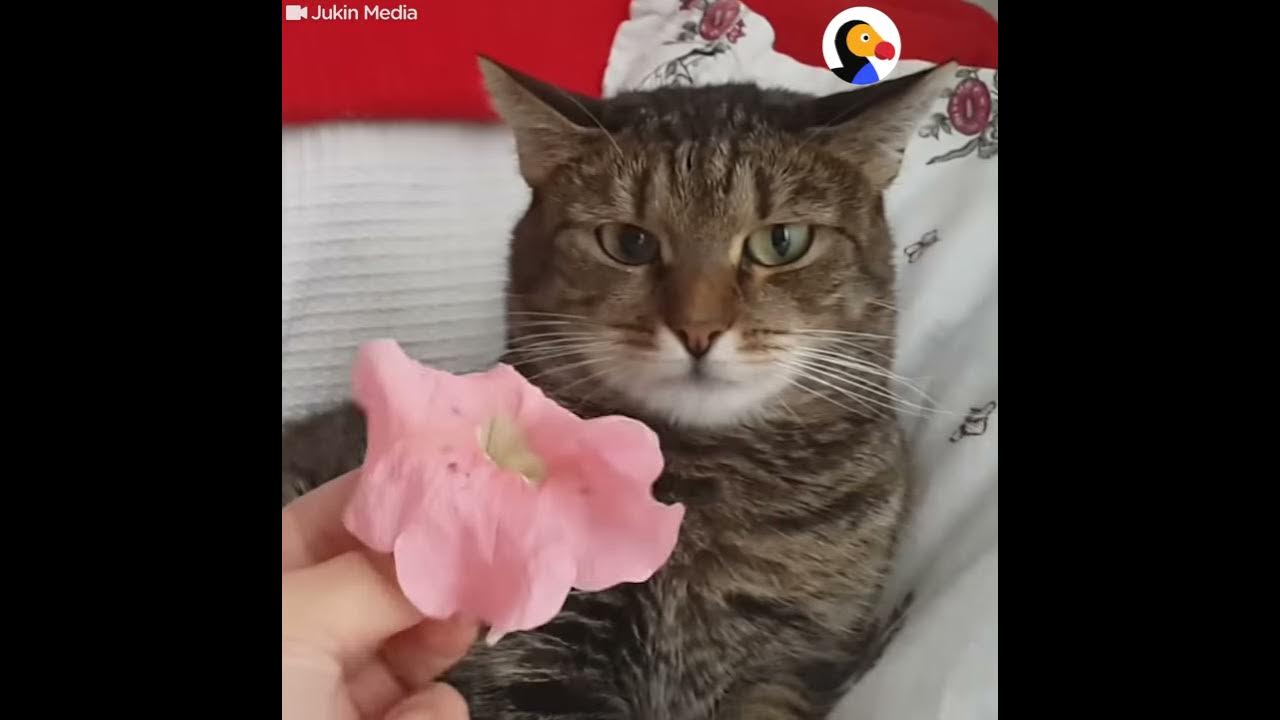Кот с цветочком мем