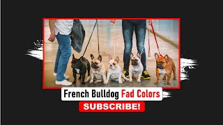 Fad Colors French Bulldog | Frenchies Hub