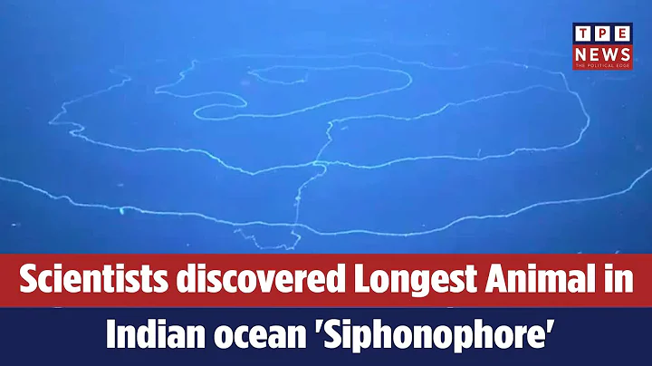 Scientists discovered Longest Animal in Indian ocean 'Siphonophore'