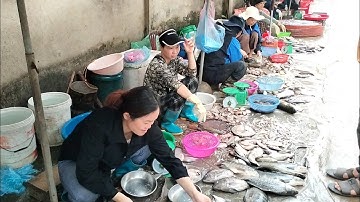 Cá Ngạnh,Cá Trắm Đen,cá lăng,Cá chép khủng Hồ Thủy Điện Thác Bà Trên Chợ Thác Bà.