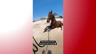 Horse Rolls in Sand at Beach - 1762503