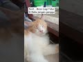 Babu Jangan Berisik 🤫🤫🤫 #shorts #cat #fyp