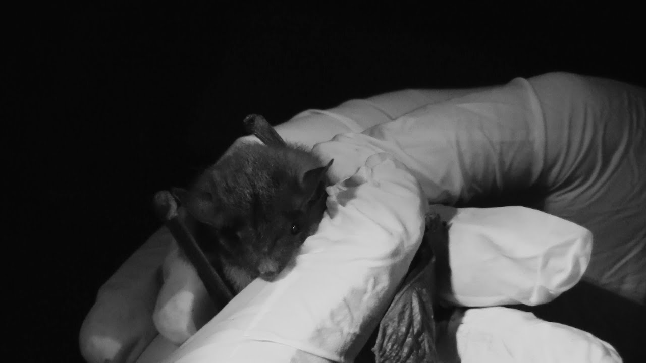 video phone beyonce mp3 Unsung Heroes of the Night_BioBlitz 2016, Rock Creek Park Bat Inventory