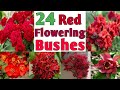 24 best red flowering bushes for your garden  red flower plants for garden  plant and planting