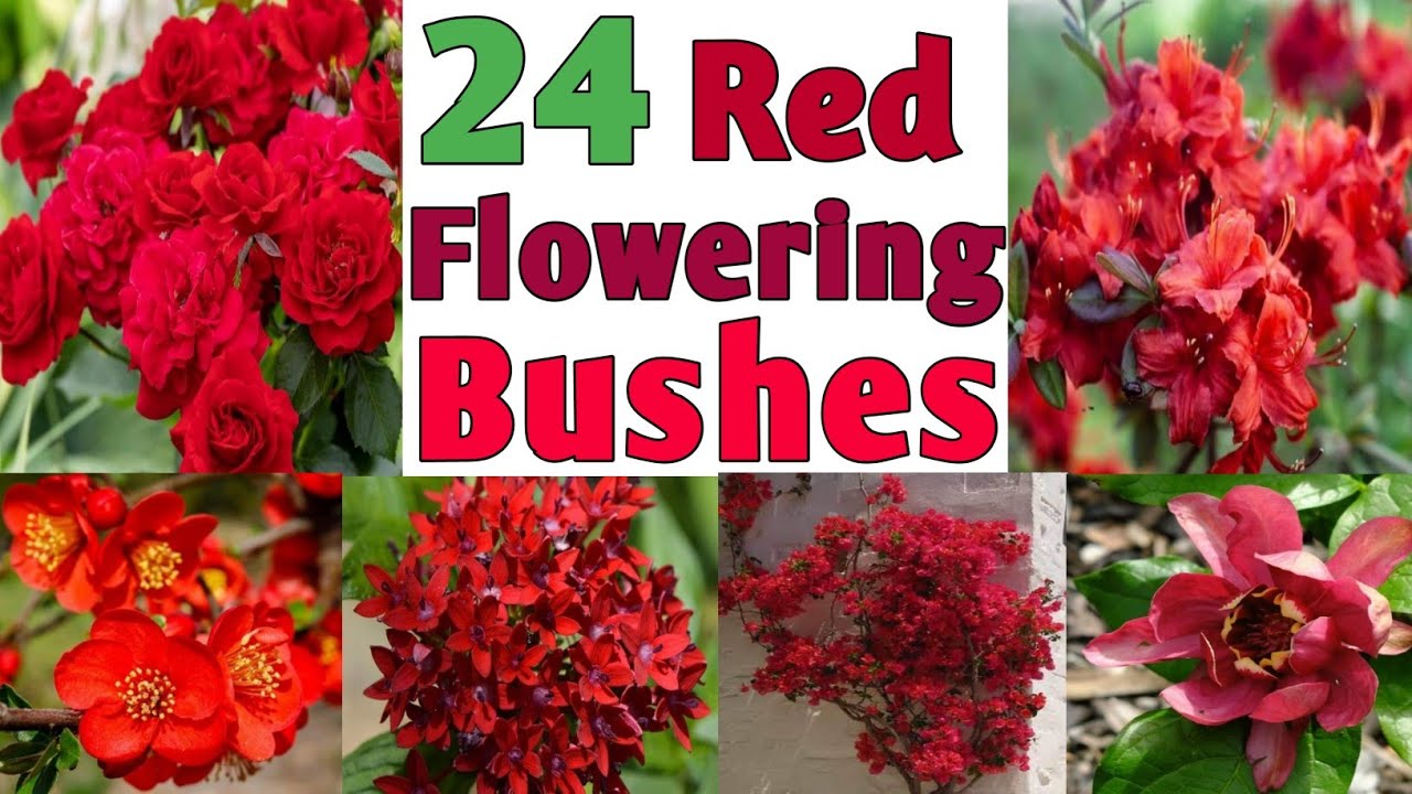 51 winter flowering plants to grow