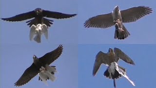 Сокол Сапсан Ястриб Тетеревятник с добычей в когтях. Falcon Peregrine Goshawk with prey in its claws