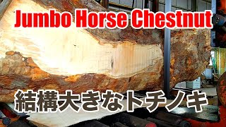 Jumbo Horse Chestnut まあまあ大きなトチノキの製材です。