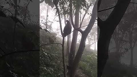 Poj qaib tsauj zoo heev