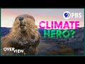 Beaver and Environmental Restoration Quiz