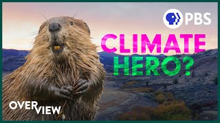 Want to Solve Wildfires and Drought Leave it to BEAVERS!