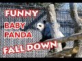 Funny Baby Panda Is Falling Down
