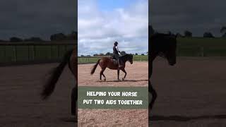 Training a Young Horse to Accept Contact in Transitions
We’re helping Lilly put two building blocks together: accepting the contact and doing an upward transition. She already knows to go from the leg, and now its about staying soft in front and taking the rein forward—without throwing her head up. When she uses the right muscles and follows my hand, we get a calm, balanced transition. Little steps, big progress! 💪✨
See the full video here https://youtu.be/TJbEGTA9xCM
Want to know more about Basic Horse Training Academy Go Here 👉 https://www.basichorsetraining.com/courses/basic-horse-training-academy
Dont forget to download your FREE guide - 3 Principles to help you train your horse with ease: You will find it here - https://basichorsetraining.com/3-principles/
❤️ No obligation whatsoever, but if I have brought you value and you would like to donate to support this channel, buymeacoffee.com/basichorsetraining
Find me on Facebook: https://www.facebook.com/basichorsetraining/
Find me on Instagram: https://www.instagram.com/basichorsetraining/
BLOG POST: https://basichorsetraining.com
#basichorsetraining #horsetraining #YoungHorseTraining #DressageBasics #HorseTraining #StartingUnderSaddle #LillysJourney #SoftTransitions #ContactNotResistance #BuildingBlocks Training a Young Horse to Accept Contact in Transitions