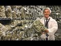 Inside a recreational pot factory in Canada Mp3