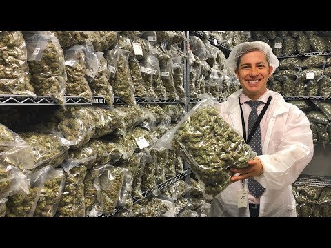 inside-a-recreational-pot-factory-in-canada