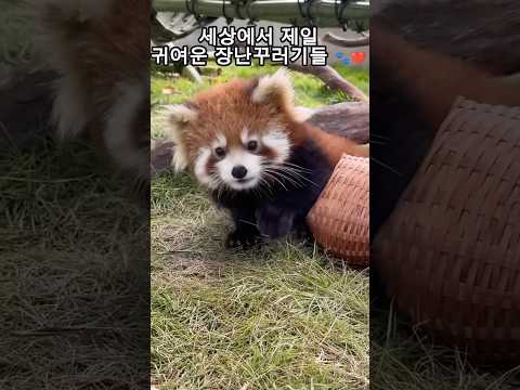 Cute Red Panda! #redpanda