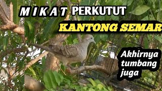 Download Lagu SEKIAN LAMA MIKAT PERKUTUT LOKAL KANTONG SEMAR AHIRNYA POIN JUGA MP3