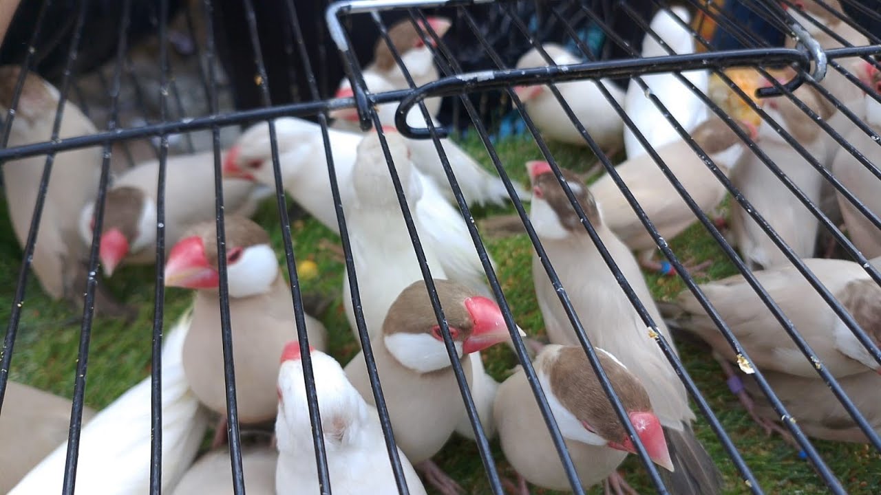  Lalukhet Sunday Bird Market Visit | 18 Jan 2026 | Small Birds Prices & Seller Chats